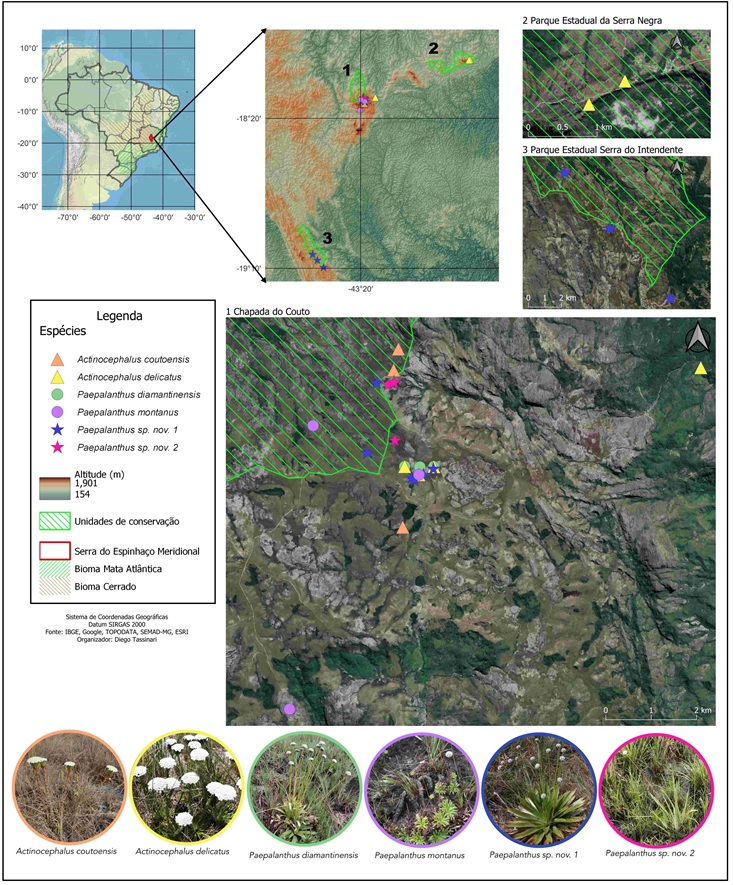 Figura 1. Localidades de ocorrências das seis
espécies raras de Eriocaulaceae, incluindo a Chapada do Couto, com parte dela
inserida no Parque Estadual do Rio Preto; Serra Negra, incluindo área do Parque
Estadual da Serra Negra; e Serra do Intendente, incluindo o Parque Estadual da
Serra do Intendente.