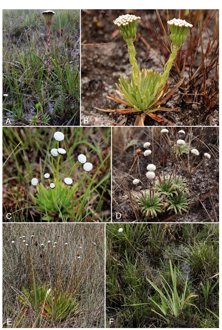 Figura 2. Espécies raras de
Eriocaulaceae tratadas neste estudo. A. Actinocephalus coutoensis
(Moldenke) Sano. B. Actinocephalus delicatus Sano. C. Paepalanthus
diamantinensis Moldenke. D. Paepalanthus montanus
Silveira. E. Paepalanthus sp. nov. 1. F. Paepalanthus
sp. nov. 2