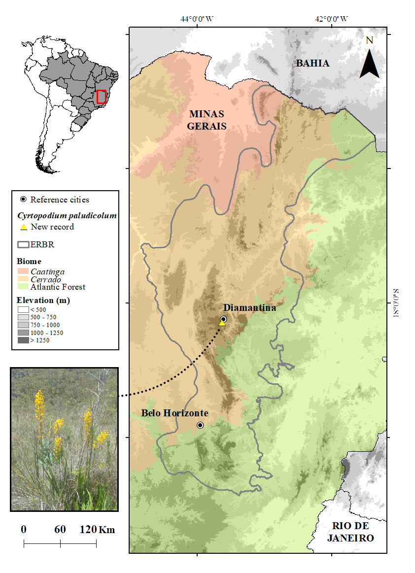 Figure 1.
Cyrtopodium paludicolum Hoehne new occurrence record (18° 17’ 18.2” S;
43° 37’ 30.1” W) in the Diamantino Plateau, within the Espinhaço Range
Biosphere Reserve (ERBR), Brazil.