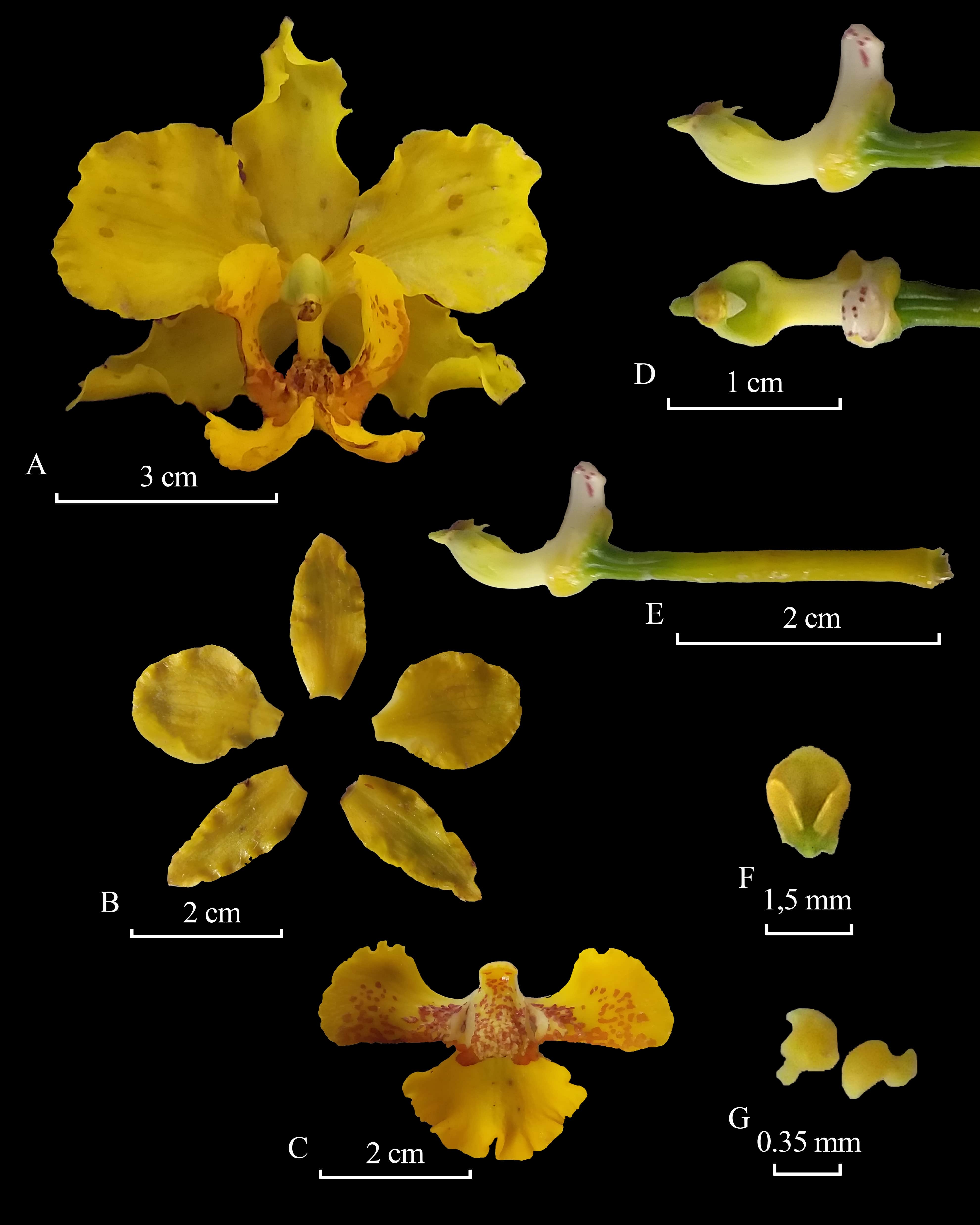 Figure 2. Cyrtopodium paludicolum
Hoehne. A. Frontal view of the flower. B. Perianth. C. Flattened labellum. D.
Ventral and lateral views of the column. E. Lateral column and peduncle. F.
Frontal view of the anther cap. G. Pollinias.