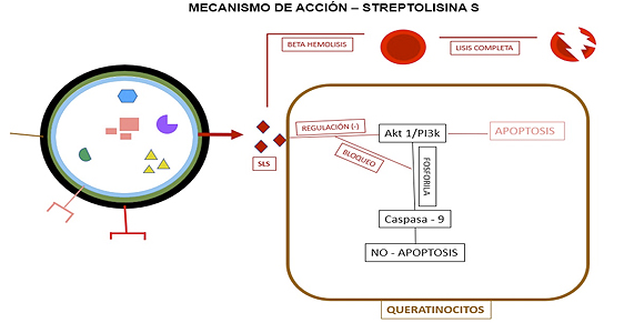 Figura 4. Mecanismo de acción de la
estreptolisina S por S. pyogenes