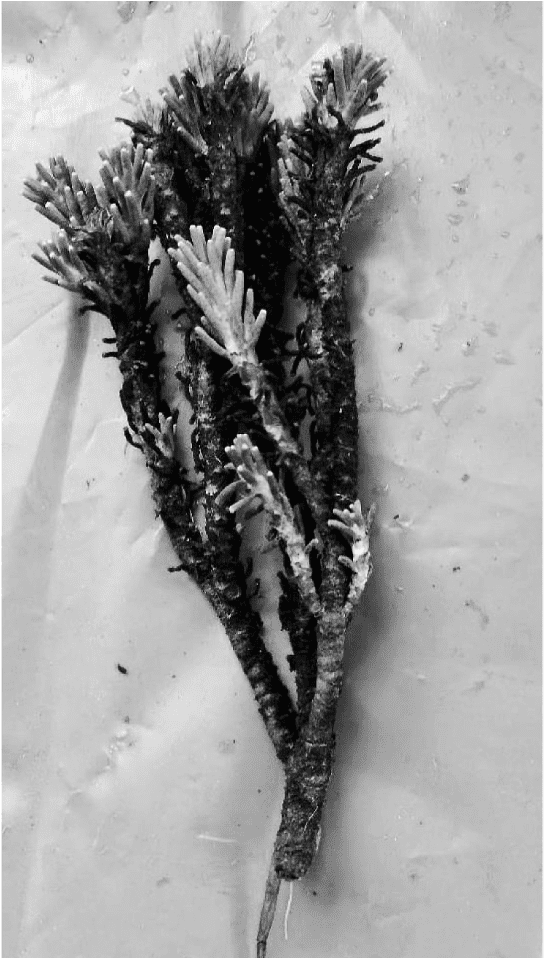 Xenophyllum poposum