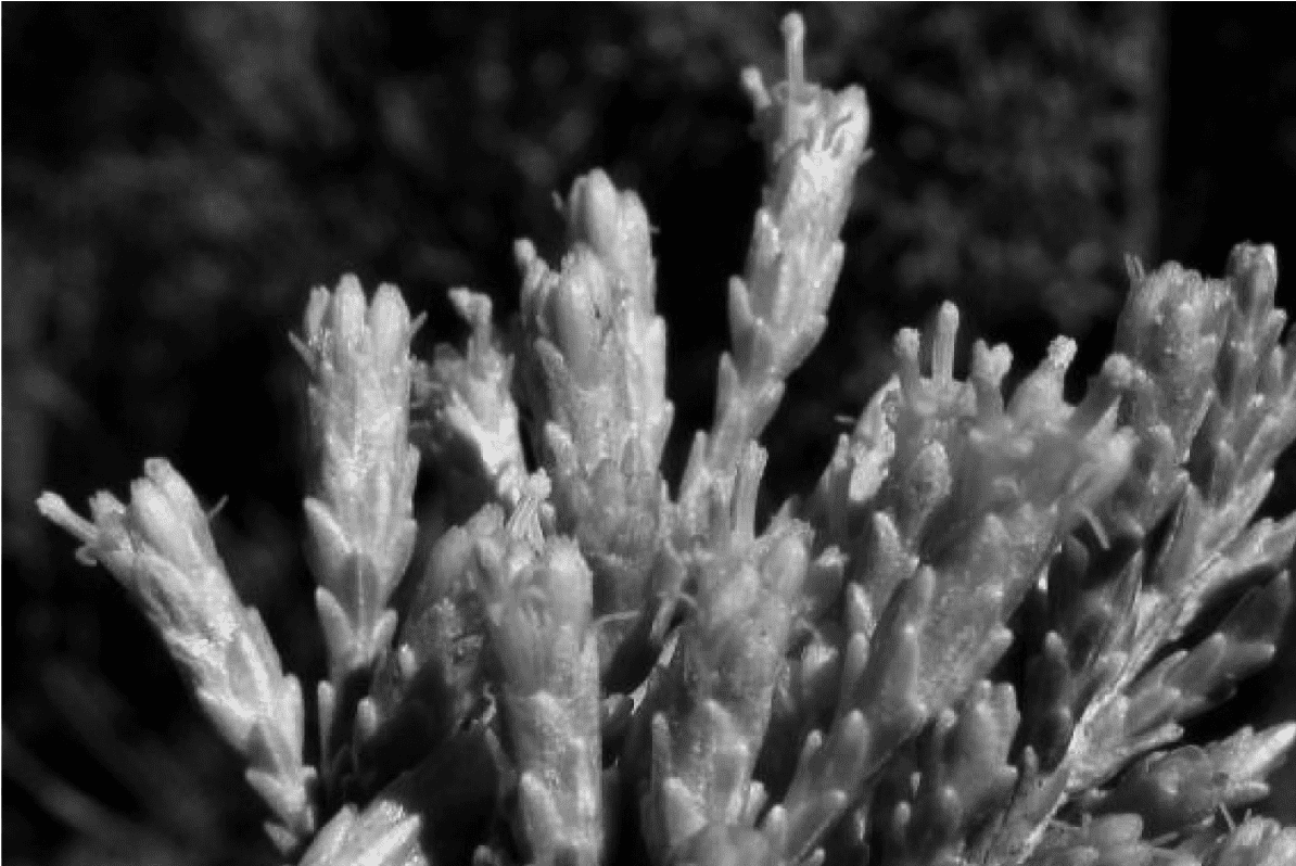 Parastrephia quadrangularis