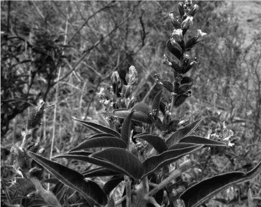 Otholobium pubescens