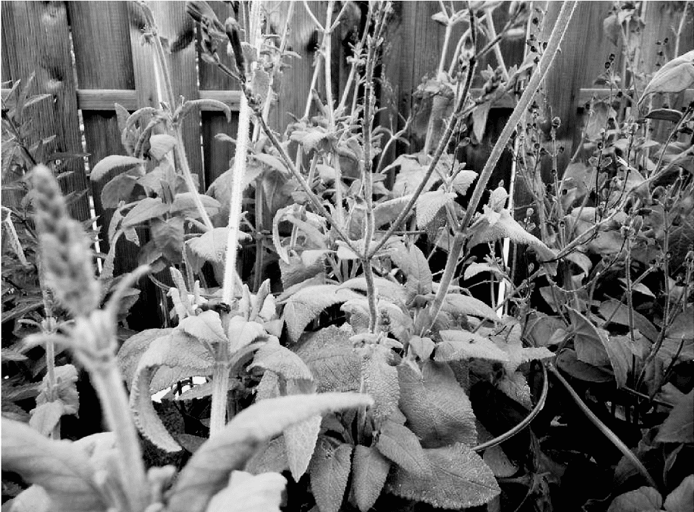 Salvia sagittata