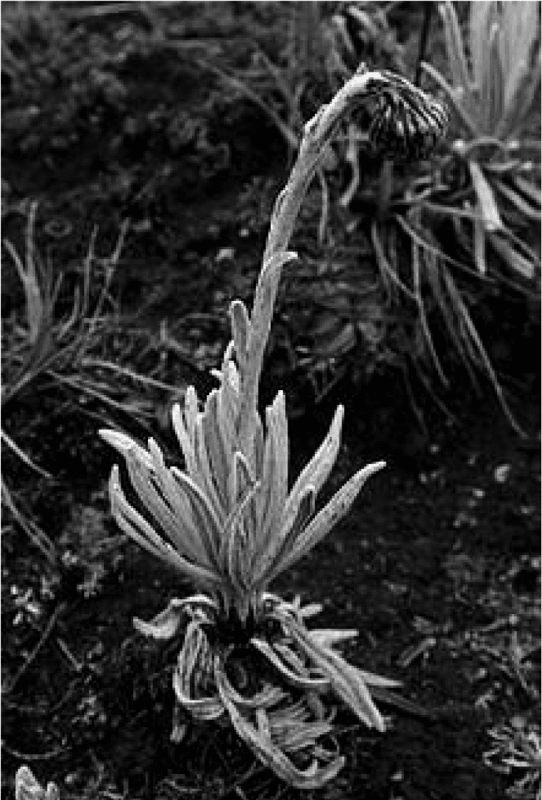 Senecio nivalis