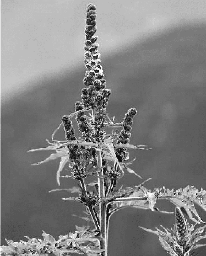 Ambrosia arborescens