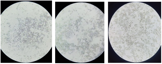 Mikroskopik Jamur Candida spp.