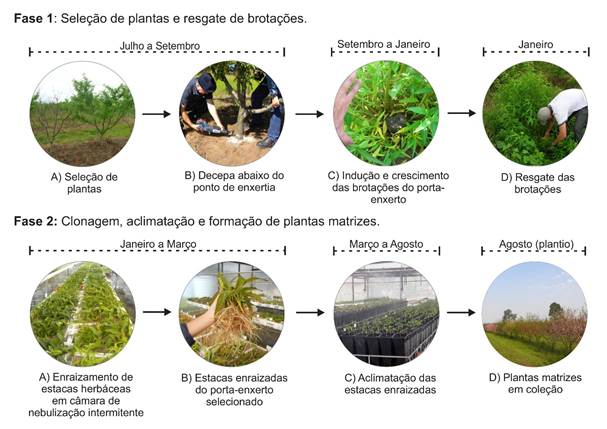 Diagrama das fases de seleção e clonagem de
porta-enxertos potencialmente tolerantes à morte precoce do pessegueiro,
desenvolvido pela Embrapa Clima Temperado