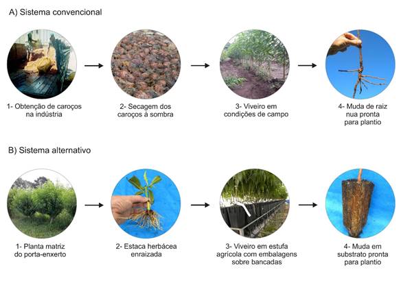 A) Etapas do sistema convencional de produção de
mudas enxertadas de pessegueiro em viveiro a campo, com o uso de misturas de
caroços de diversas cultivares copa obtidos na indústria conserveira para a
formação dos porta-enxertos; B) Etapas de um sistema alternativo de produção de
mudas de pessegueiro enxertadas em porta-enxertos clonais propagados por
estacas herbáceas, produzidas em embalagens com fertirrigação individualizada,
na Embrapa Clima Temperado