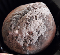 Brown rot caused by Monilinia fructicola on
peaches from San Pedro (Buenos Aires, Argentina)