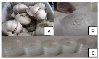 Heads of garlic
cultivar Colorado (A), garlic extract placed on the lid of the Petri dish (B),
dishes with discs of M. fructicola colonies
(C)