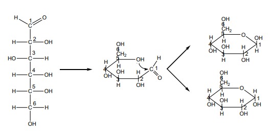 Ciclização da molécula de D-glicose