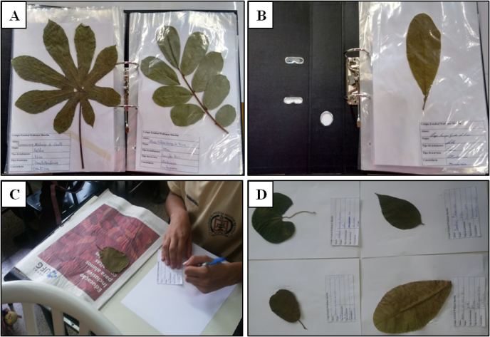 Mini herbário. A e B: Organização dos materiais em pasta catálogo; C e
D: Confecção das excicatas
pelos alunos.