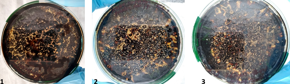 Colonias en agar nutritivo con petróleo crudo al 1% p/v obtenidas de las tres muestras de agua