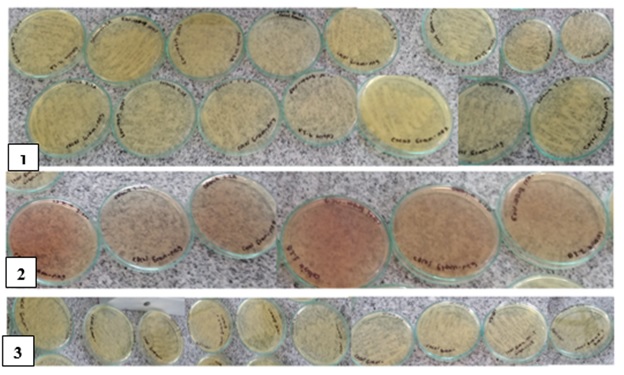 Agar nutritivo con morfotipos bacterianos de las tres muestras de agua. 1) Muestra 1, 2) Muestra 2 con cambios de color del medio de cultivo y 3) Muestra 3