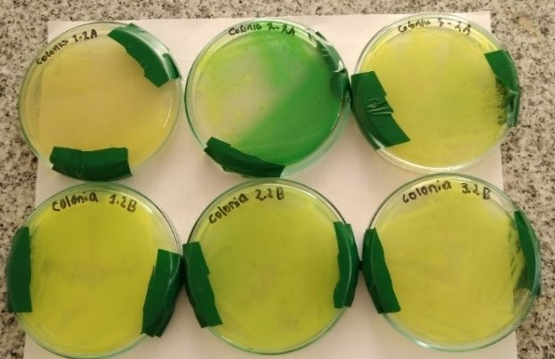 Cultivo de colonias de la muestra de agua 2 en agar Base según King con coloración verde amarillenta
			