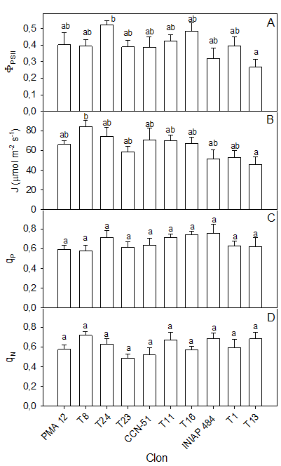 Actividad fotoquímica
del    PSII    de 10 clones de cacao nacional. A. eficiencia cuántica del PSII,
B. Transporte de electrones, C. coeficiente de extinción fotoquímica, y D. Coeficiente de extinción no fotoquímica. 