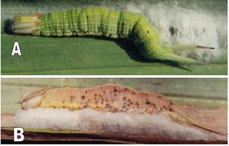 A y B: Larva del V instar de Opsiphanes cassina Felder parasitada por Cotesia
sp.