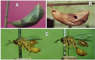Parasitismo de pupa de Opsiphanes cassina Felder por Conura maculata Fabricius.
(A, B): Pupas con evidencias del parasitismo y (C): Adultos de C. maculata.