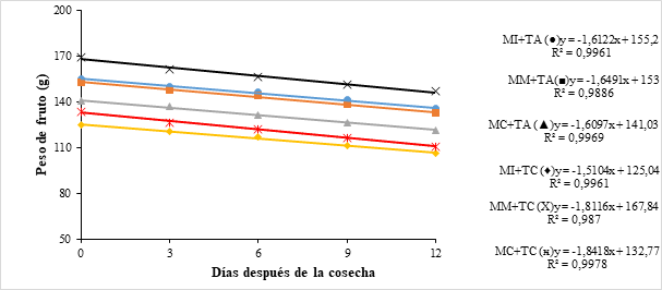 Pérdida del peso en frutos de pitahaya amarilla cosechados en tres estados de
madurez, bajo condiciones de temperatura ambiente y controlada