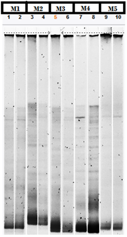 Perfil de bandas de gradiente denaturante (DGGE) 20%-80% de las muestras M1
(Agua de pozo), M2 (agua osmosis), M3 (agua residual del proceso), M4
(tratamiento bacteriano), M5 (Agua residual + tratamiento).