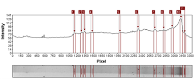 Análisis de banda obtenida por DGGE por
medio software Gel-Pro Analyzer 4.0 (Applied Math) M1