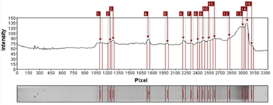 Análisis
de banda obtenida por DGGE por medio software Gel-Pro Analyzer 4.0 (Applied
Math) M2