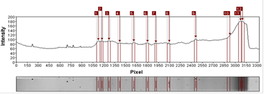 Análisis de banda
obtenida por DGGE por medio
software Gel-Pro Analyzer 4.0 (Applied Math) M3