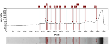 Análisis de banda
obtenida por DGGE por medio software Gel-Pro Analyzer 4.0 (Applied Math) M4