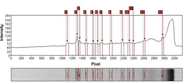 Análisis de banda
obtenida por DGGE por medio software Gel-Pro Analyzer 4.0 (Applied Math) M5

 