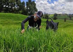 Toma de muestras en ﬁnca La Florida (Entrerríos Antioquia).