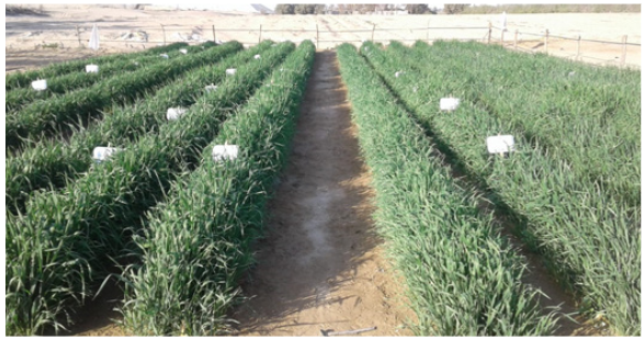 Macollaje,
pre encañado del cultivo de trigo