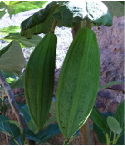Fruto
de acara