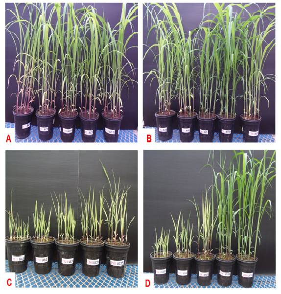 Efecto de la aplicación de abonos
orgánicos en el crecimiento de las plantas de sorgo al final del experimento
(30 dds). (A) Andisol con compost. (B) Andisol con vermicompost. (C) Ultisol
con compost. (D) Ultisol con vermicompost.