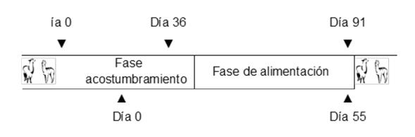 Esquema
del experimento, fase de acostumbramiento y fase de alimentación para llamas y
alpacas.