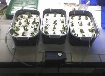 Sistema hidropónico para
el cultivo de plántulas de B. pilosa