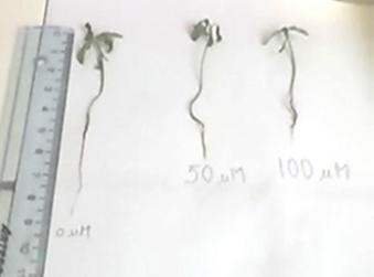 Longitud
de las plántulas de B. pilosa después de ser expuestas a las
diferentes concentraciones de 0, 50 y 100 uM de
cobre.