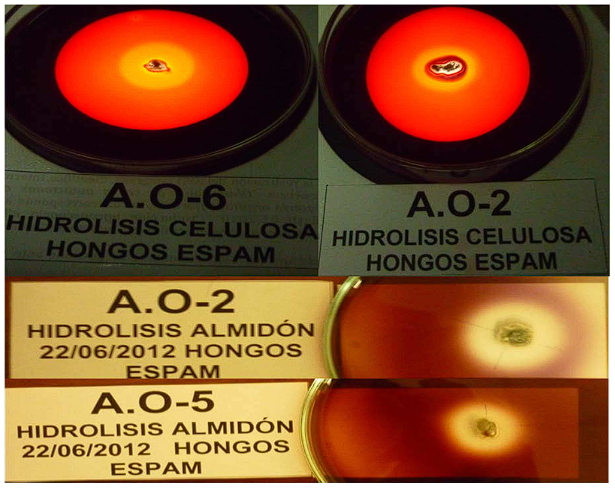 Zonas de
aclaramiento (hidrolisis enzimática)