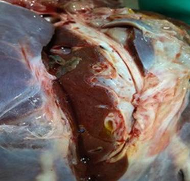 Examen Macroscópico, presencia de
Distomatosis o fascioliasis en hígado
