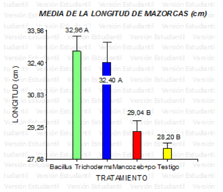 Medias del diámetro de mazorcas al
finalizar la investigación