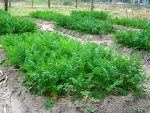  Diferentes
niveles del N y lombricomposto en el cultivo de Zanahoria, 2011.

 

 