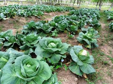Diferentes niveles del N en el cultivo de
Repollo con la comparación de comportamiento de las dos variedades.

 