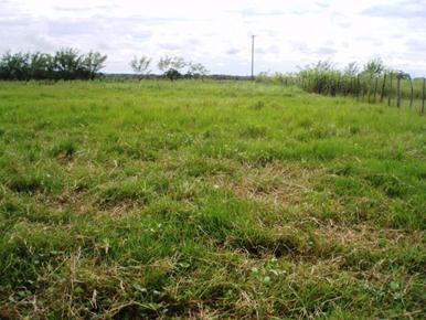  Condici&oacute;n del cultivo de pasto Brachiaria (Brachiaria
humidicola) en el campo. (Foto. Tomita, 2007).