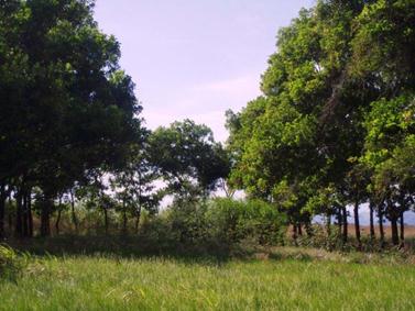  Condici&oacute;n
del cultivo de pasto Brachiaria (Brachiaria humidicola) dentro los
&aacute;rboles legumisos Acacia (Acacia mangium) en el campo establecido como
un sistema silvopastoril. (Foto. Tomita, 2008).

 
