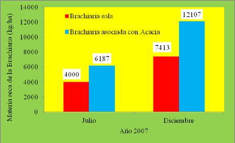 Materia seca de la Brachiaria en los tratamientos de Brachiaria sola y Brachiaria asociada con Acacia