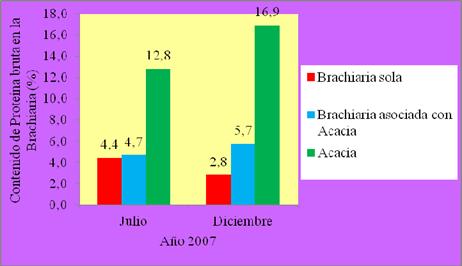 Contenido de Prote&iacute;na bruta en las
plantas de la Brachiaria en los tratamientos de Brachiaria sola y Brachiaria
asociada con Acacia y de la Acacia (hoja vieja).