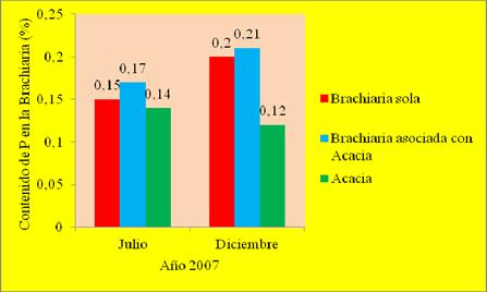 Contenido de P en las plantas de la Brachiaria en los tratamientos de Brachiaria sola y Brachiaria asociada con Acacia y de la Acacia hoja vieja