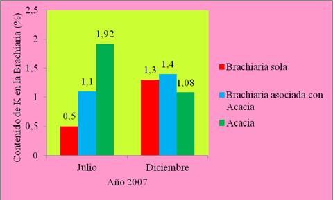 Contenido de K en las plantas de la Brachiaria en los tratamientos de Brachiaria sola y Brachiaria asociada con Acacia y de la Acacia hoja vieja