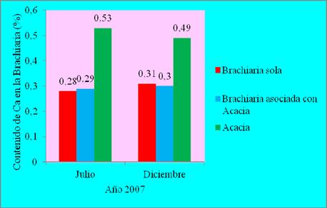 Contenido de Ca en las plantas de la
Brachiaria en los tratamientos de Brachiaria sola y Brachiaria asociada con
Acacia y de la Acacia (hoja vieja).

 